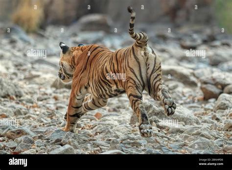 Bengal tiger hunting prey hi-res stock photography and images - Alamy