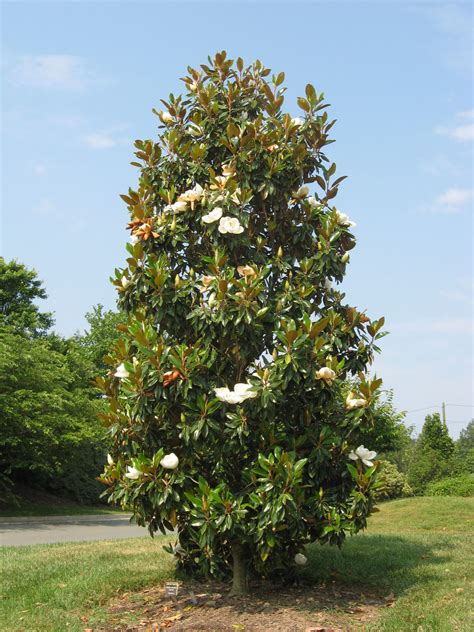 Magnolia Grandiflora Trees For Sale | Trees Direct