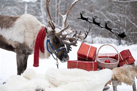 Leavenworth's Reindeer Farm, Your New Christmas Tradition