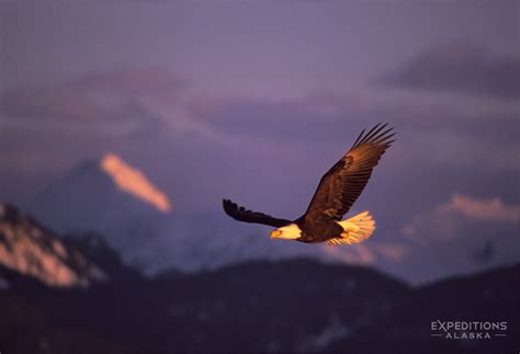 Bald eagles photos | eagle images | Photos bald eagles fighting in Alaska