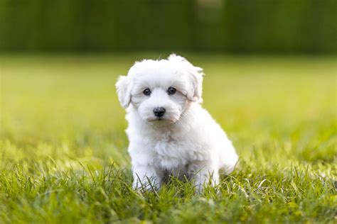 20 of the Cutest White Dog Breeds | Reader's Digest