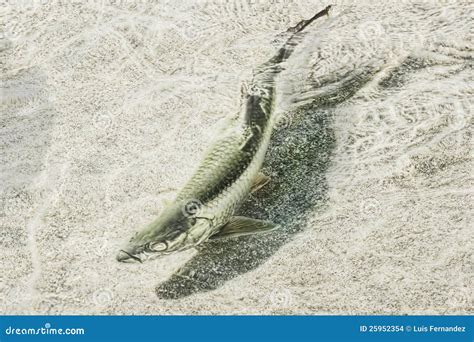 Atlantic Tarpon stock photo. Image of atlantic, swim - 25952354