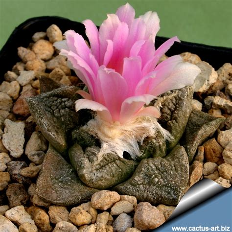 Ariocarpus fissuratus