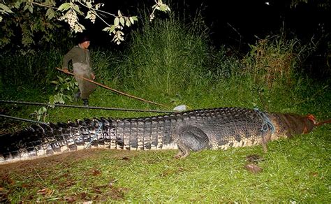 Lolong Size Comparison