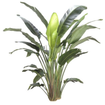 plant