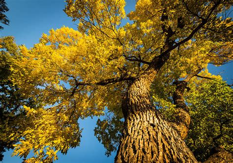 Fall Ash Trees Photograph by Rudy DeVeau - Fine Art America