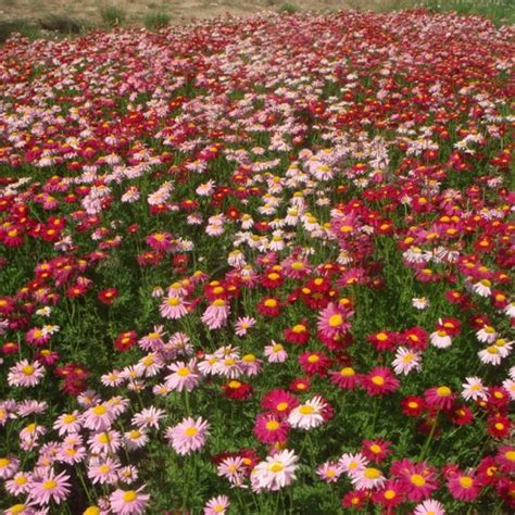 Insect Killer: Mixed Color Pyrethrum Seeds – Seeds Connect