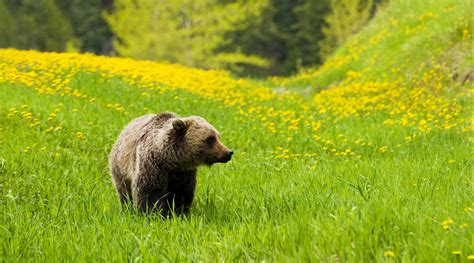 Grizzly Bears in Northeast Washington - Conservation Northwest | Protecting, Connecting and ...