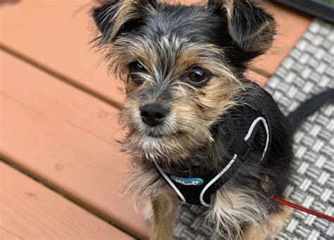 27 Adorable Yorkie Mixes - The Best Yorkshire Terrier Hybrids