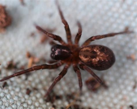 Picture: Lace Web Spider 28 Feb 2014 Appleby Magna