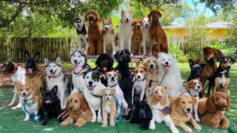 This Dog Daycare Center Manages The Impossible by Taking Perfect Group ...