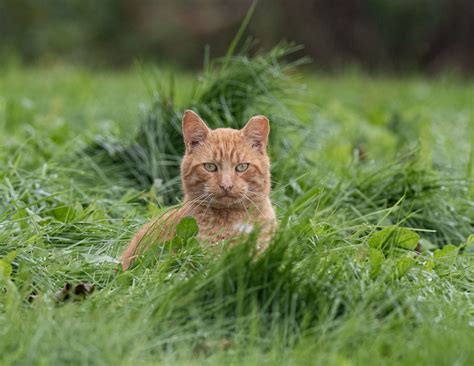 Barn cat, Chebogue Point Nova Scotia. | Pubnicobirder | Flickr