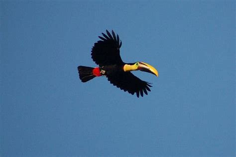 Toucan Flying | Pet birds, Rainforest animals, Birds flying