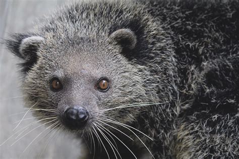 Binturong - descripción, hábitat, estilo de vida