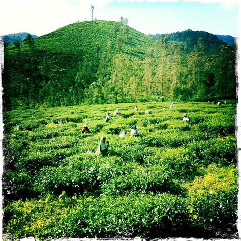 Munnar Tea Plantations ~ Siva Travelogue