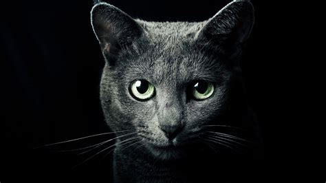 Russian Blue Cat Wallpapers - Top Free Russian Blue Cat Backgrounds - WallpaperAccess