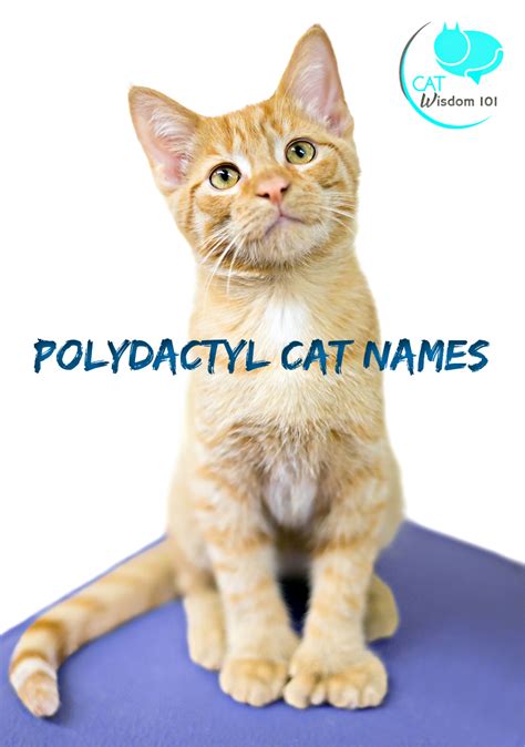 Fun Facts About Multi-Toed Cats for Polydactyl Cat Day