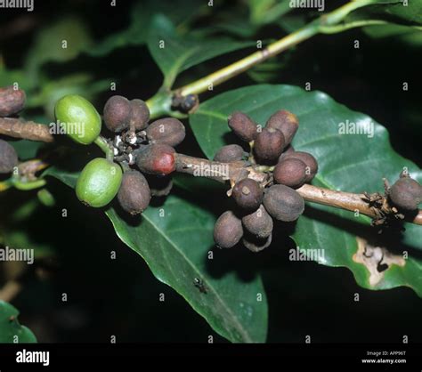 Coffee berry disease Colletotrichum coffeanum infection on coffee berries Tanzania Stock Photo ...