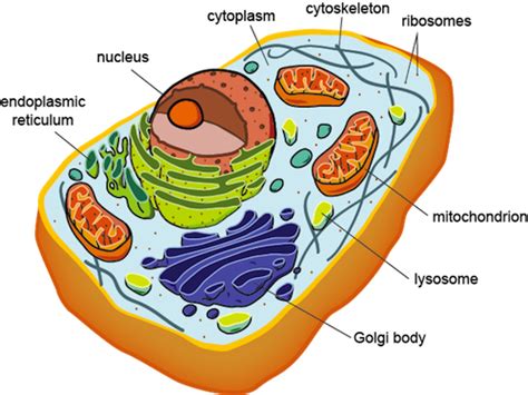 Vocabularies - Biology Literacy