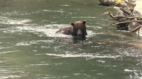 North Island First Nation investing in tourism, wildlife tours | CTV News