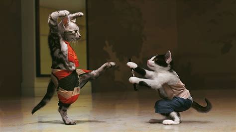 Ninja Cat Wallpaper (76+ images)