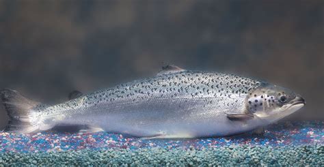 FDA Approves AquAdvantage Salmon, the First Genetically Modified Animal Recognized as Safe to ...