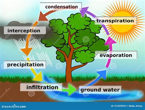 Water Cycle Concept Illustration Stock Illustration - Illustration of ...