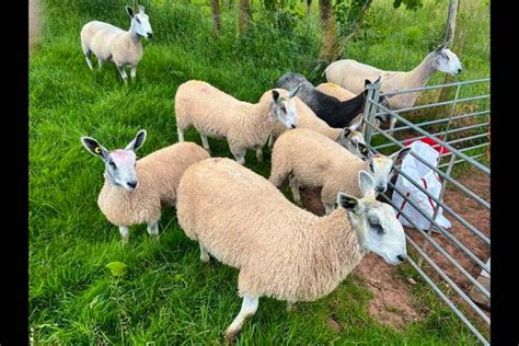 4 Bluefaced Leicester Breeding Ewes, Lambs with Lambs at Foot | SellMyLivestock - The Online ...