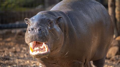 Adorable and rare pygmy hippo moves to London Zoo as part of conservation breeding programme ...