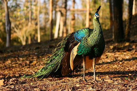 The Three Types Of Peafowl - WorldAtlas