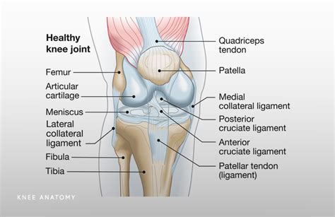 Knee - Zahab Ahsan, MD