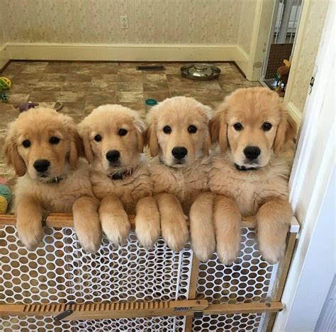 √√ Cute Golden Retriever Puppies California USA - Buy Puppy In Your Area