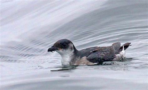 Peruvian Diving-Petrel (Pelecanoides garnotii) - Peru Aves