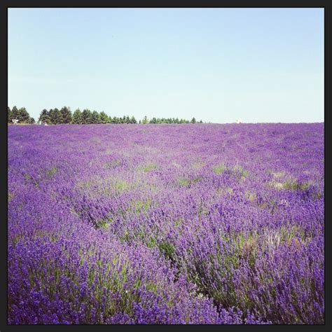 Cotswold lavender, UK | Plants, Natural landmarks, Nature