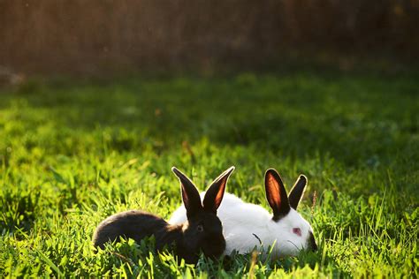 All About the Californian Rabbit - Every Bunny Welcome