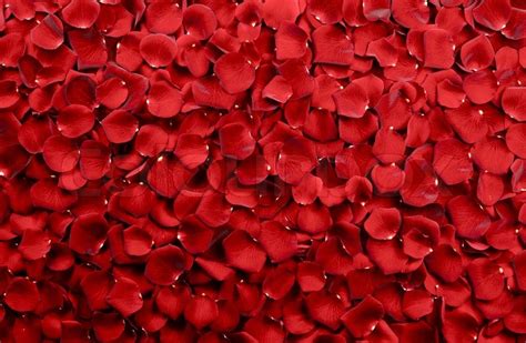 Red Rose Petals Background - Real Roses ... | Stock image | Colourbox