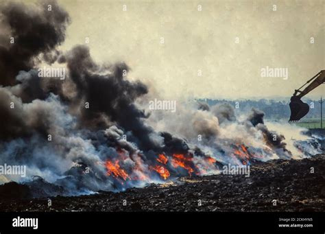 Cattle being burned on a funeral pyre during the 2001 Foot and Mouth disease outbreak in Cumbria ...