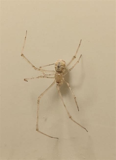 Anyone know what kind of spider this is ? (Sydney, Australia) : spiders