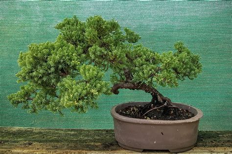 Bonsai Beginnings: Juniperus procumbens nana