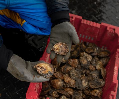 Ninigret Nectar Oysters from Charlestown, RI - Island Creek Oysters ...