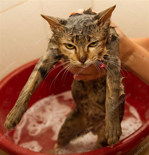 Wet cat kitty in shower Stock Photo by ©tpfeller 17594495