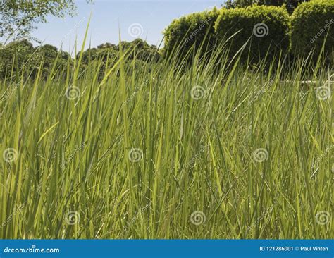 Closeup Field of Hay Grass Growing in Rural Farm Meadow Stock Image ...