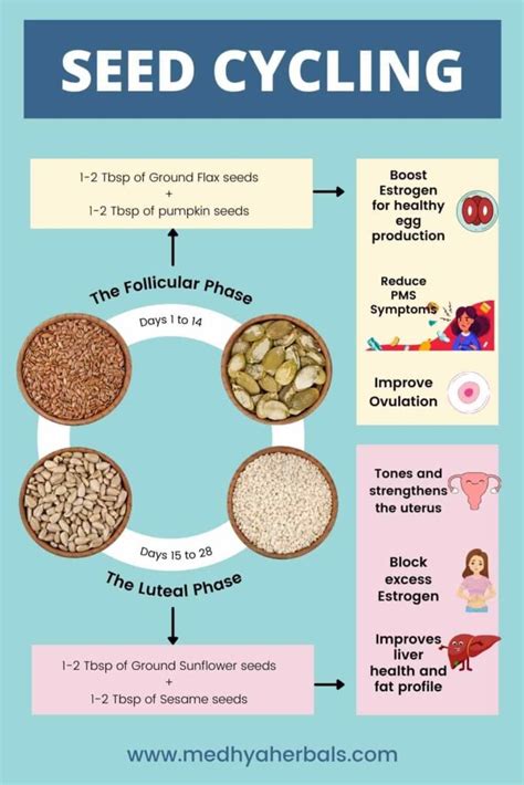 Guide To Seed Cycling — The Elephant In The Womb | lupon.gov.ph