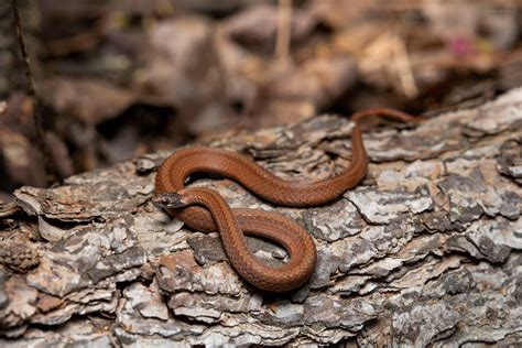 Red-bellied Snake – Reptiles and Amphibians of Mississippi