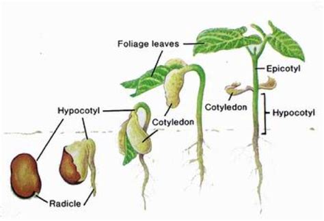 Germination: Planting Beans | Perkins eLearning