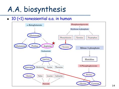 PPT - Biosynthesis PowerPoint Presentation, free download - ID:4742500