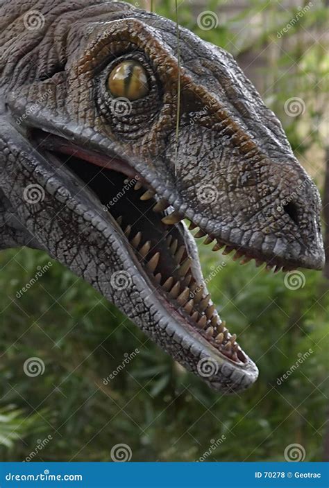 Raptor Royalty Free Stock Photos - Image: 70278