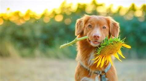 10 Dog Safe Flowers: Beautiful & Non-Toxic for Canines