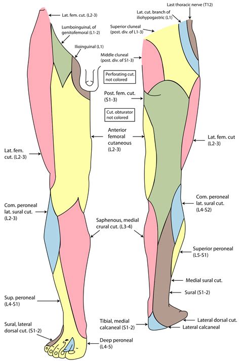 Common peroneal nerve - Wikipedia