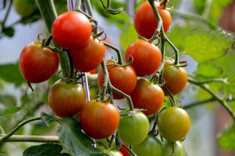 Premium Photo | Ripe red tomato plant growing in farm greenhouse